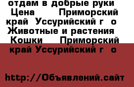 отдам в добрые руки › Цена ­ 1 - Приморский край, Уссурийский г. о.  Животные и растения » Кошки   . Приморский край,Уссурийский г. о. 